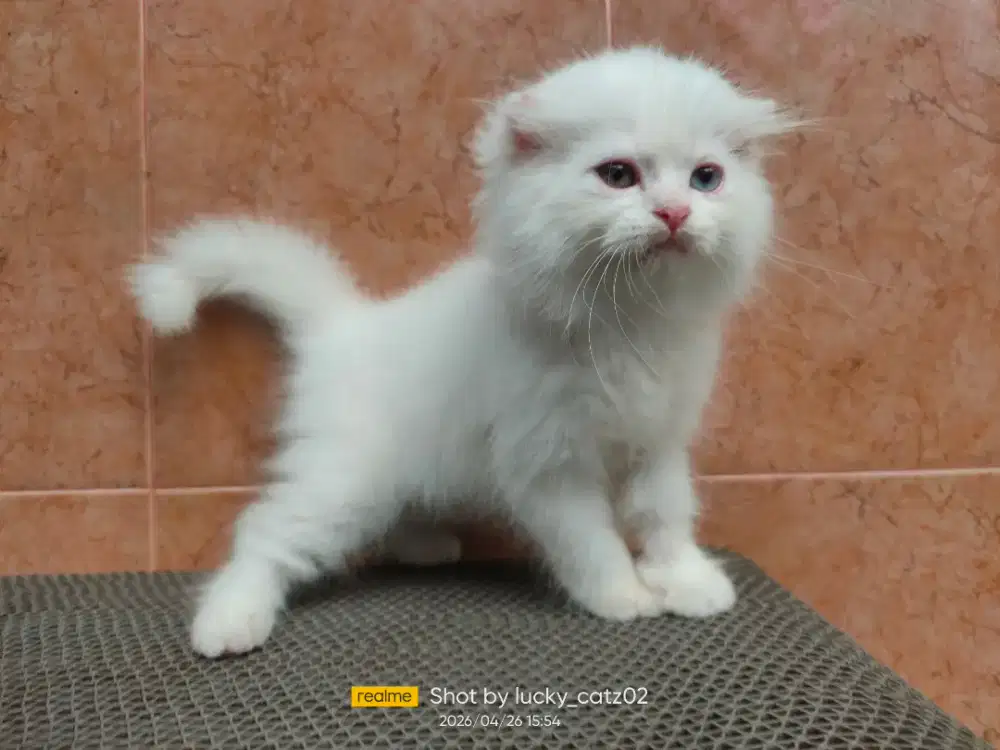 Kitten Scottish fold odd eye jantan