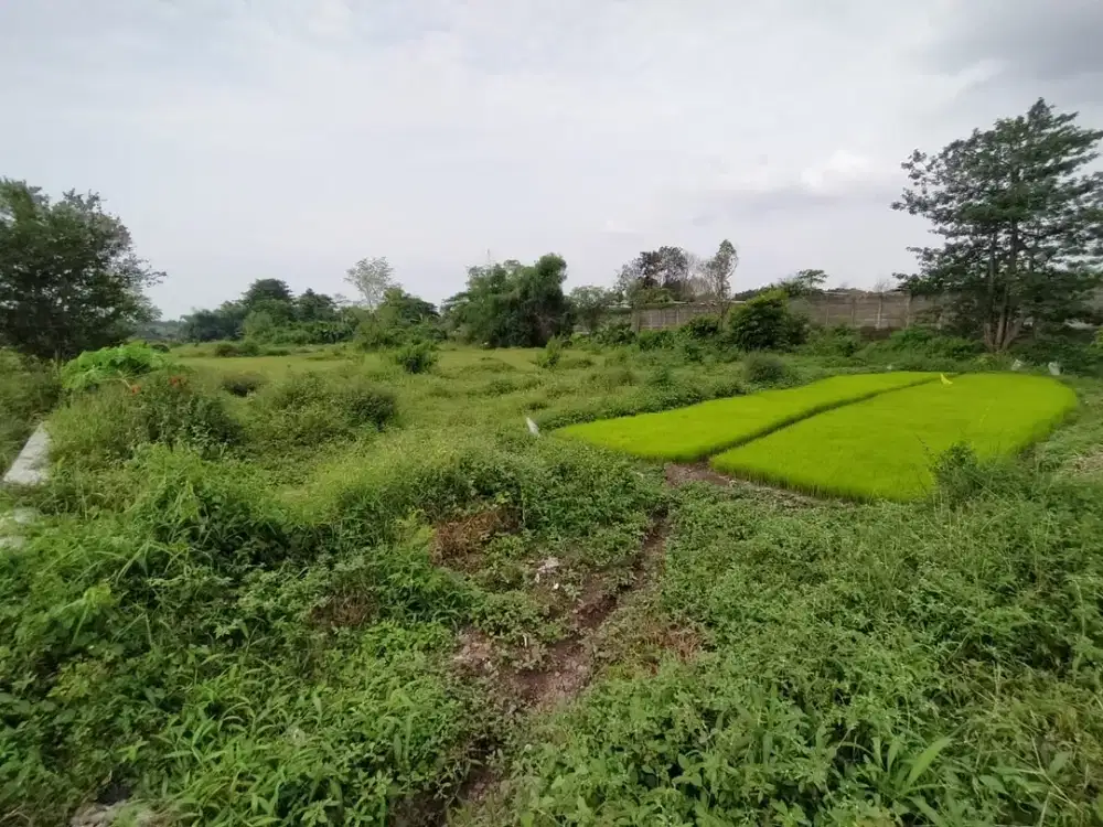 Krangkeng Wetan Dukuhsari Sukorejo Pasuruan