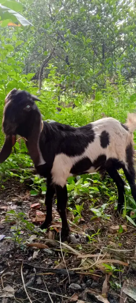 Bismillahirrahmanirrahim di jual kambing buat qurban
