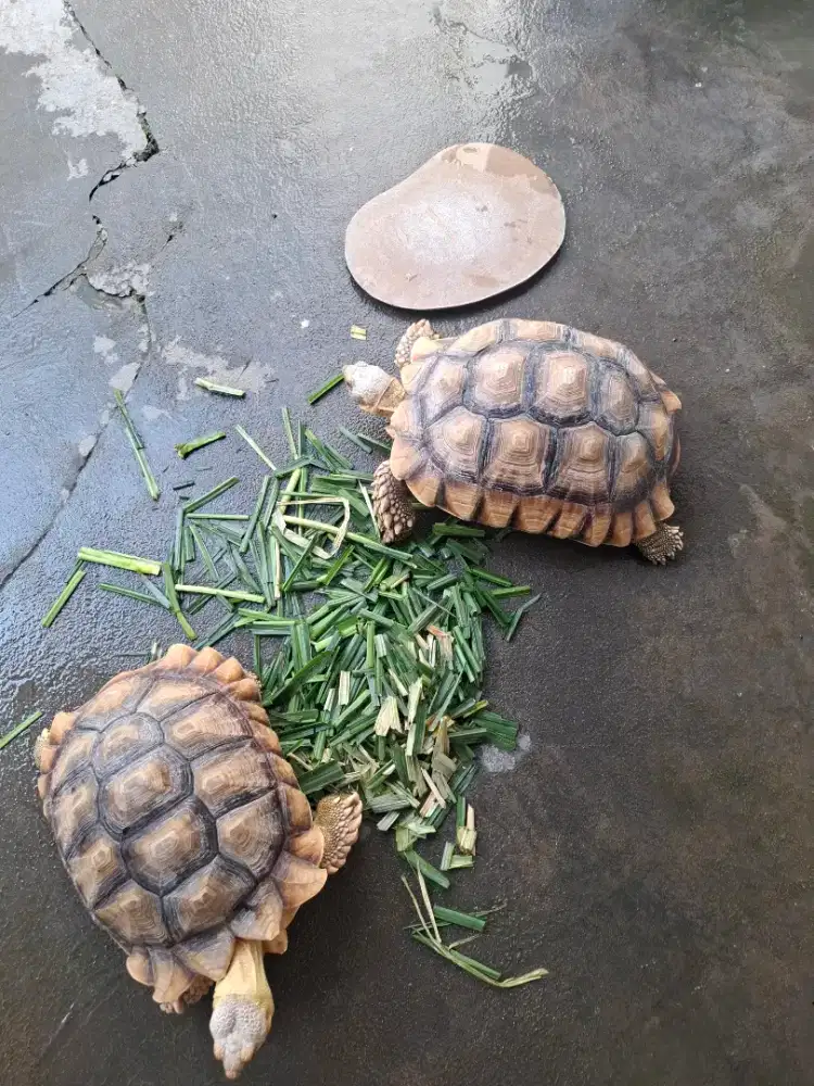 jual 2 ekor sulcata