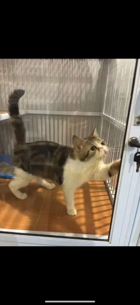 Kucing peaknose betina