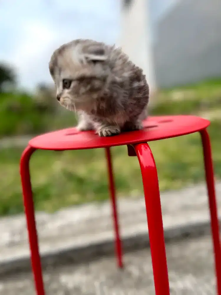 Kitten kucing Gaelic munchkin fold 3 bulan