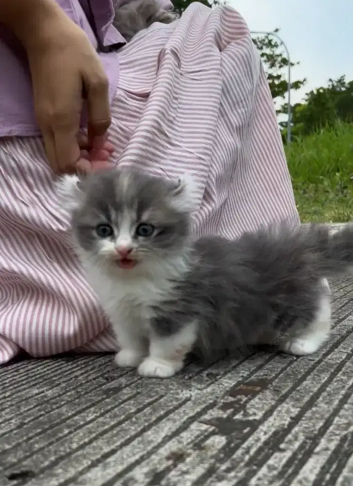 Kinkalouw kitten munchkin curly acl betina 3 bulan calico