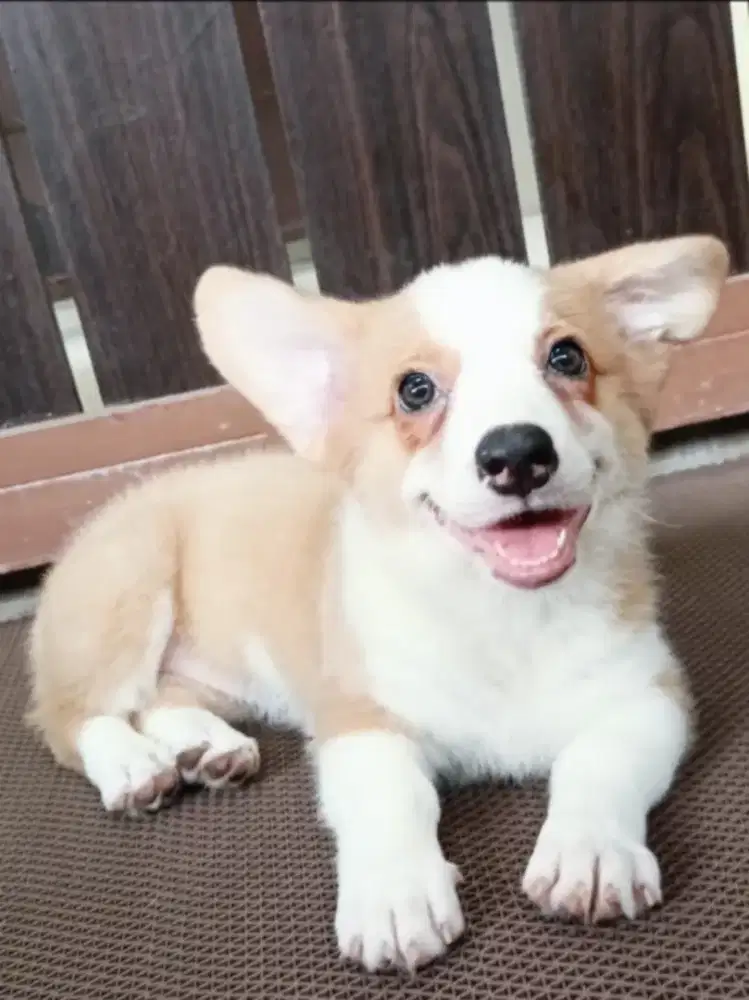 Jual Corgi Betina