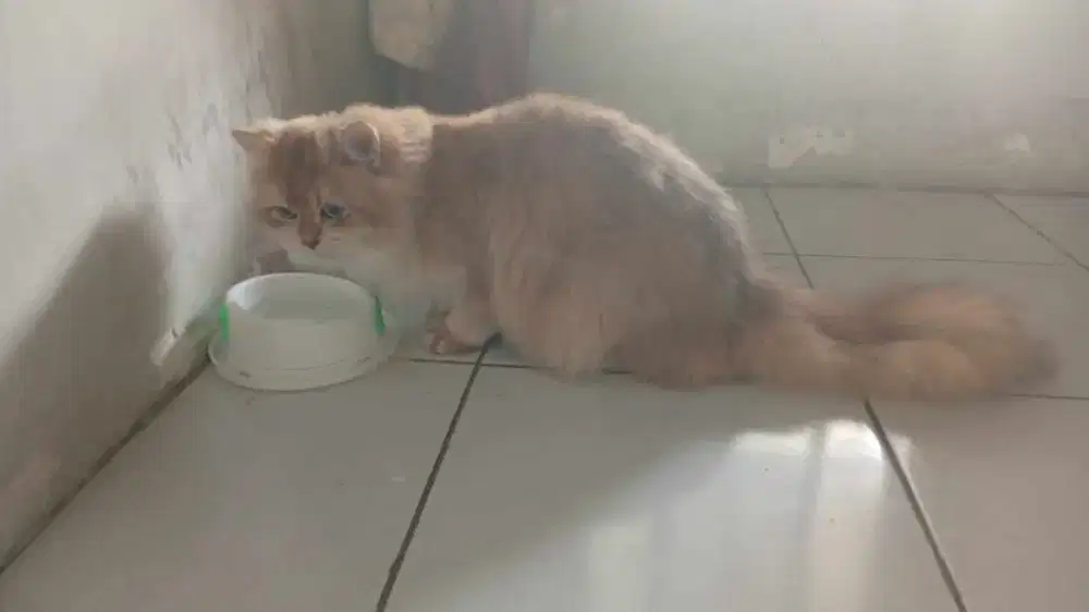 British longhair golden ny12