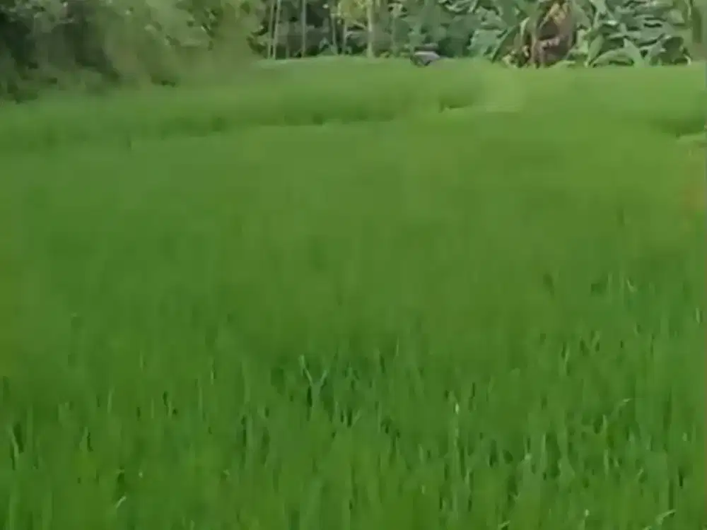 DIJUAL SAWAH PRODUKTIF DI DAERAH PANDEGLANG DEKAT DENGAN YONIF BADAK PUTIH
