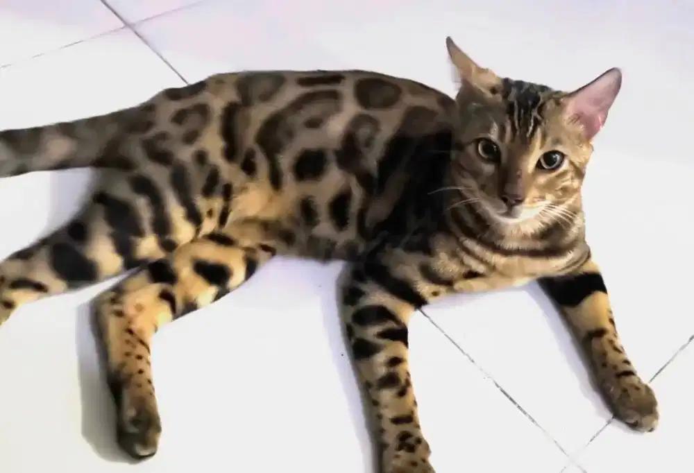 Dijual Kucing Ganteng