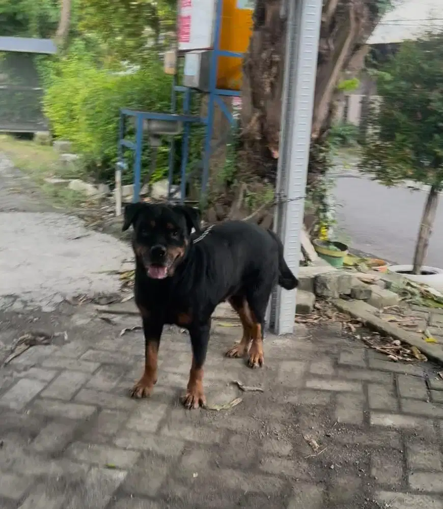 anjing rottweiler betina hamil