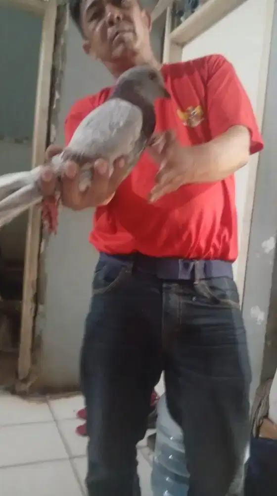 Merpati kolongan josss mentil fullspeed .tnggal jodohin lngsung giring