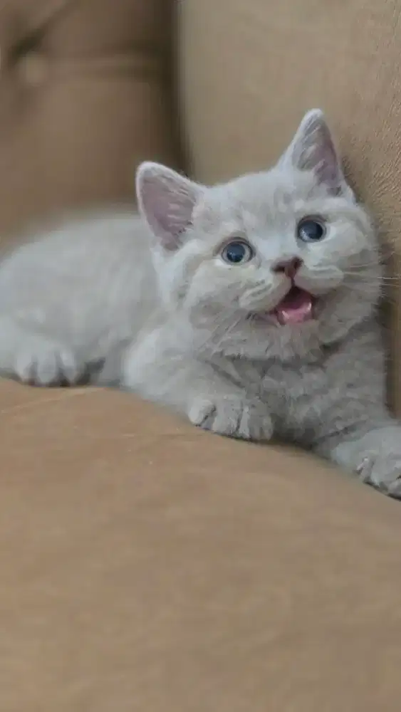 Kucing british shorthair bsh british shorthair