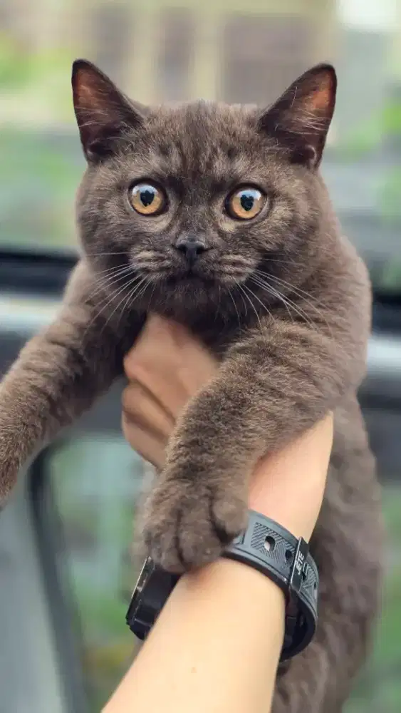 Kucing british shorthair bsh british shorthair