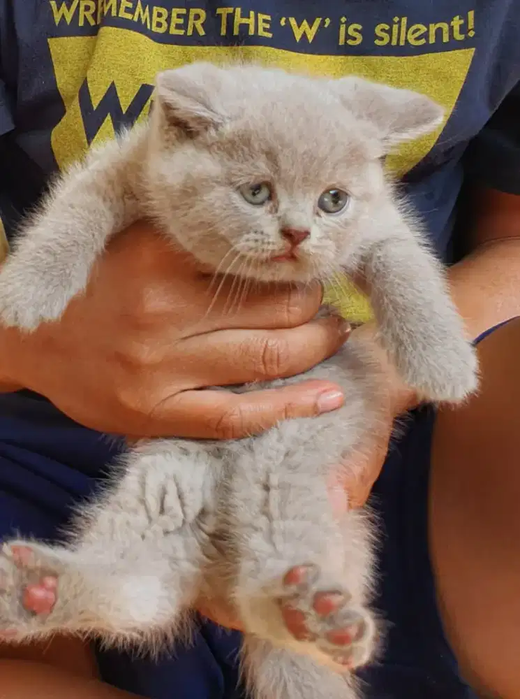 Kucing british shorthair bsh british shorthair