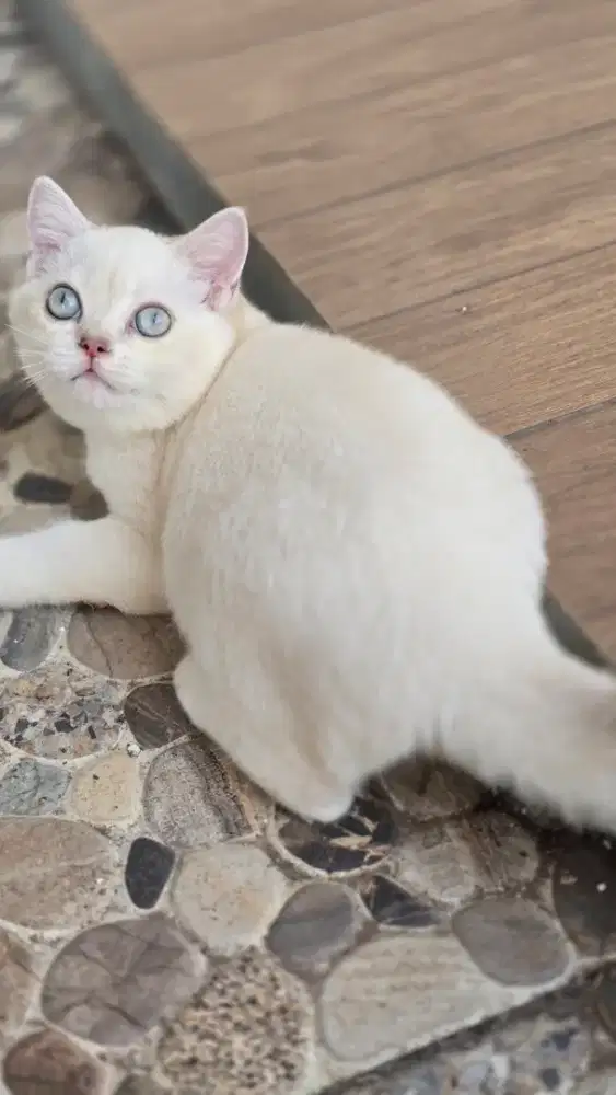 Kucing british shorthair bsh british shorthair