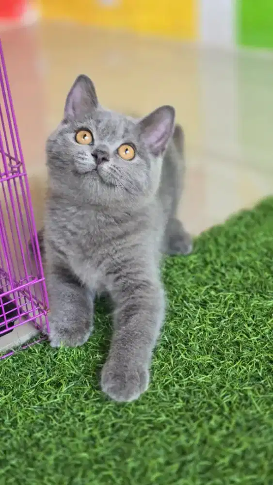 Kucing british shorthair bsh british shorthair