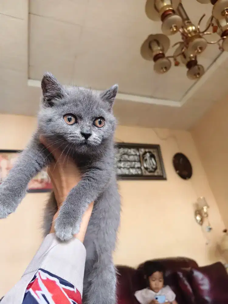 British shorthair kitten