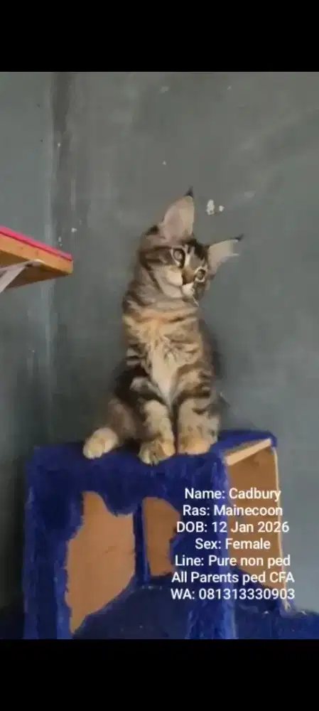 Kitten female Mainecoon pure murahhh