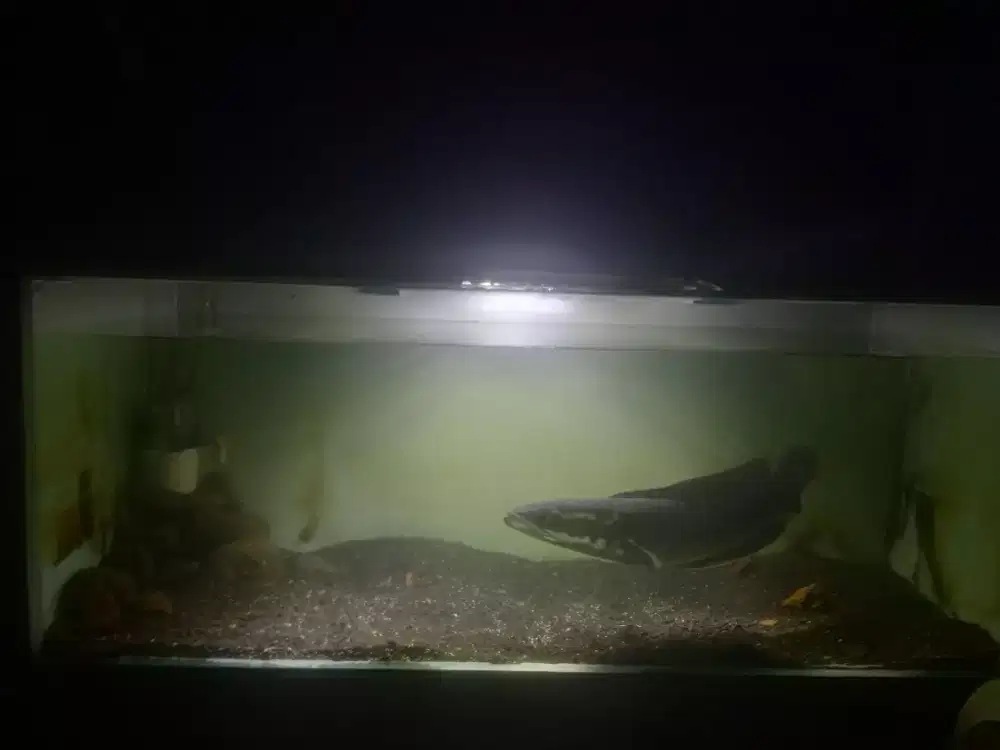 Aqurium ikan channa micropeltes