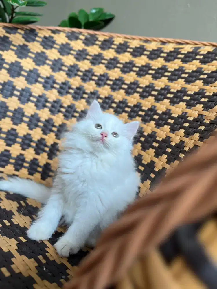 Kucing kitten persia white solid