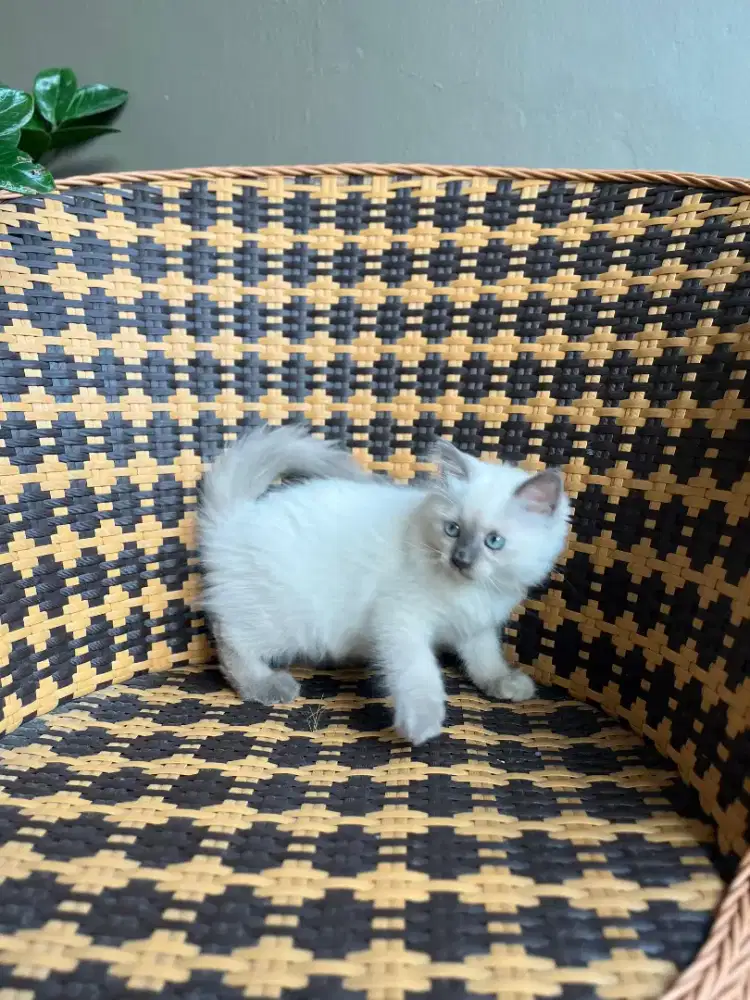 Kucing kitten persia himalaya sealpoint