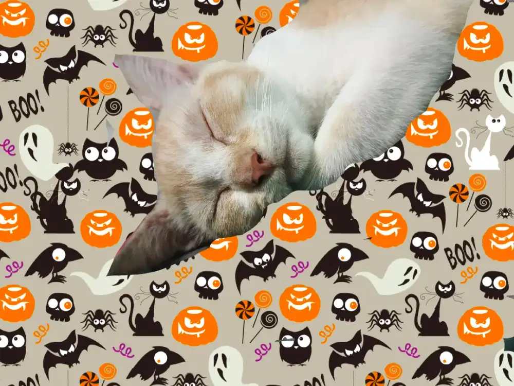 Cari kerja subuh - siang