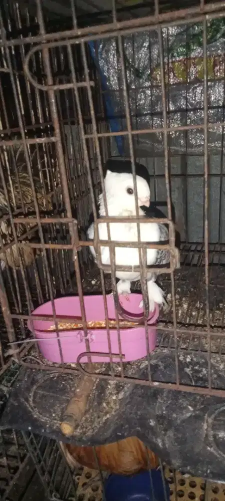 Borongan 2 ekor santinet cewean.