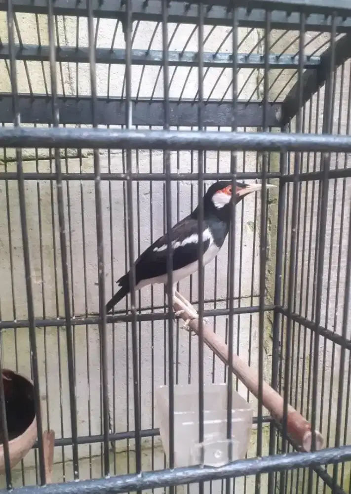 Jalak suren Decker isian bnyak rawatan lama ya minusbm kdg rusak