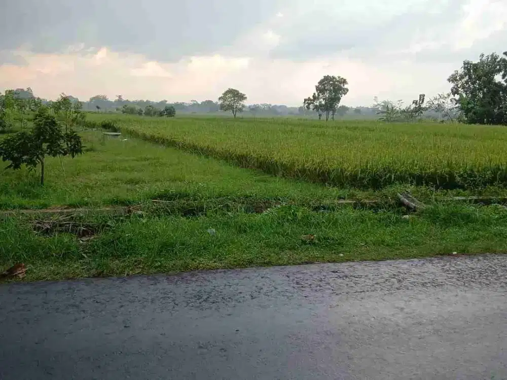 Sawah Pinggir Kampung Tepi Jalan Aspal Di Dekat POLDA Baru Godean Yogyakarta