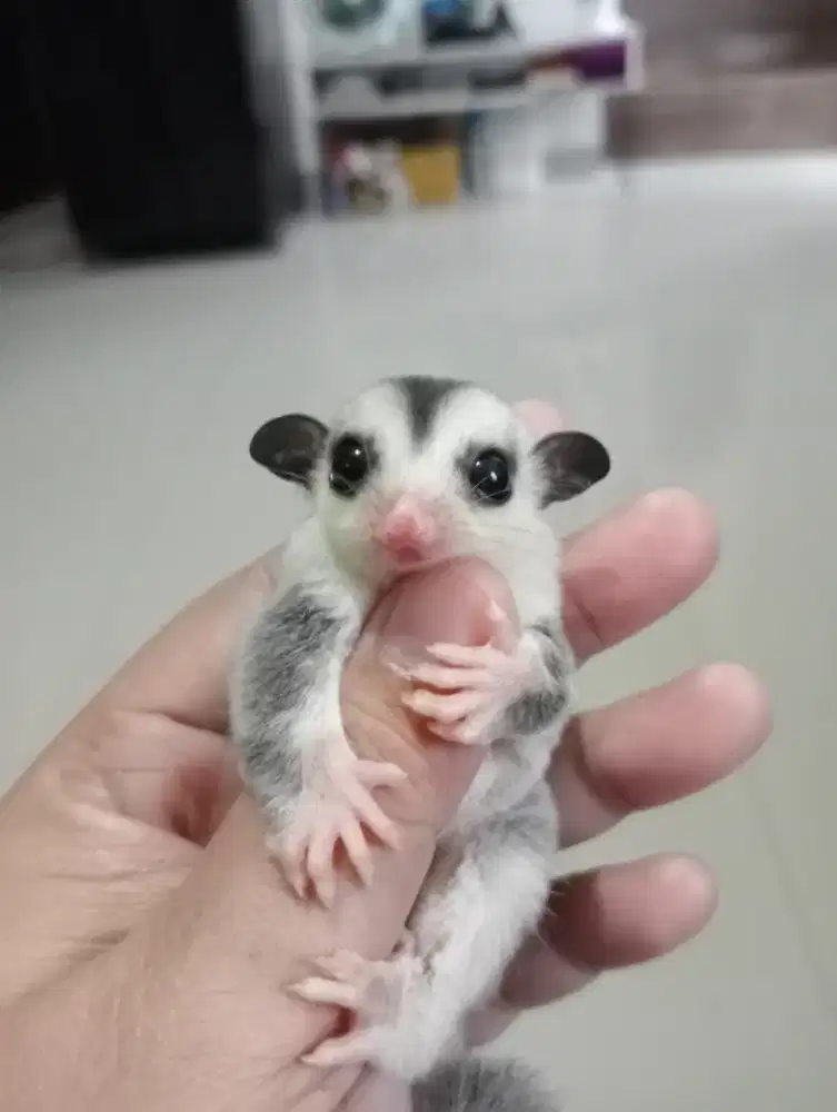 Sugar glider joey Mozaik marble Jantan