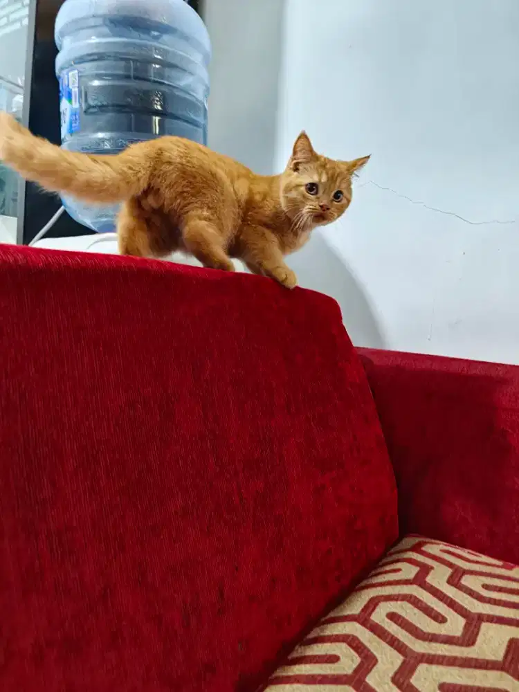 Kitten bsh mix munckin hs