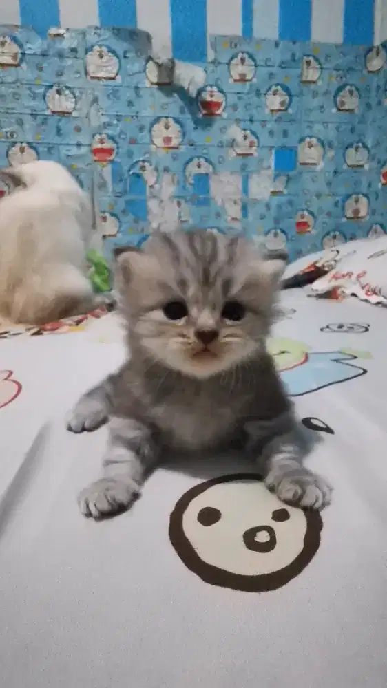 kucing persia kitten