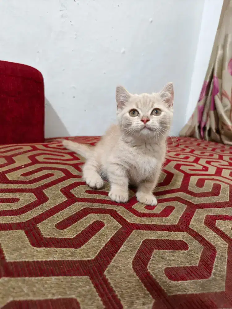 Kitten BSH munckin