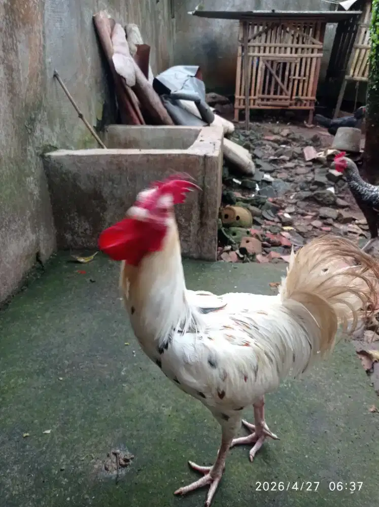 Ayam pelung jantan