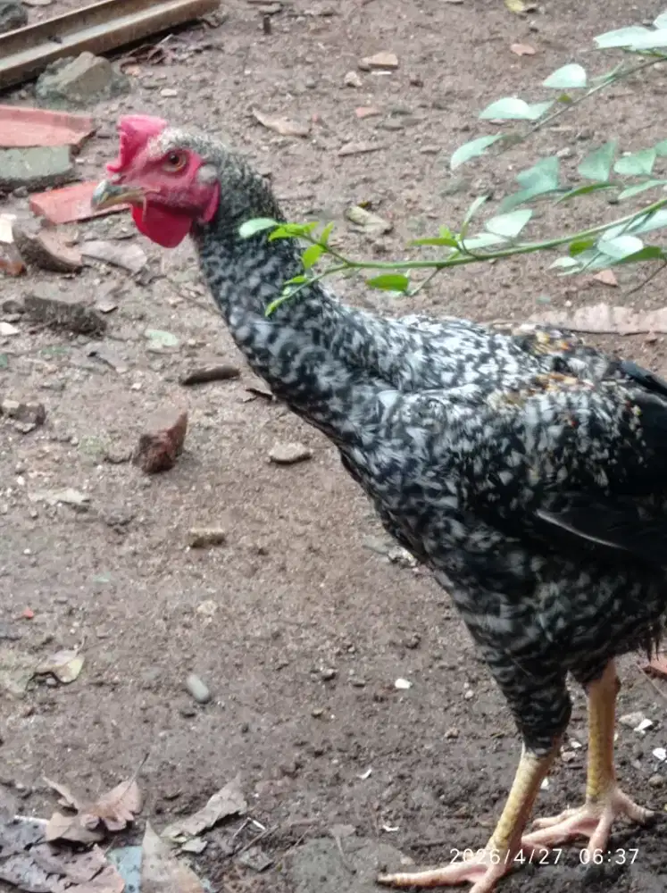 Ayam pelung jantan dan betina