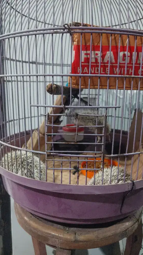 3 ekor anakan landak mini + kandang