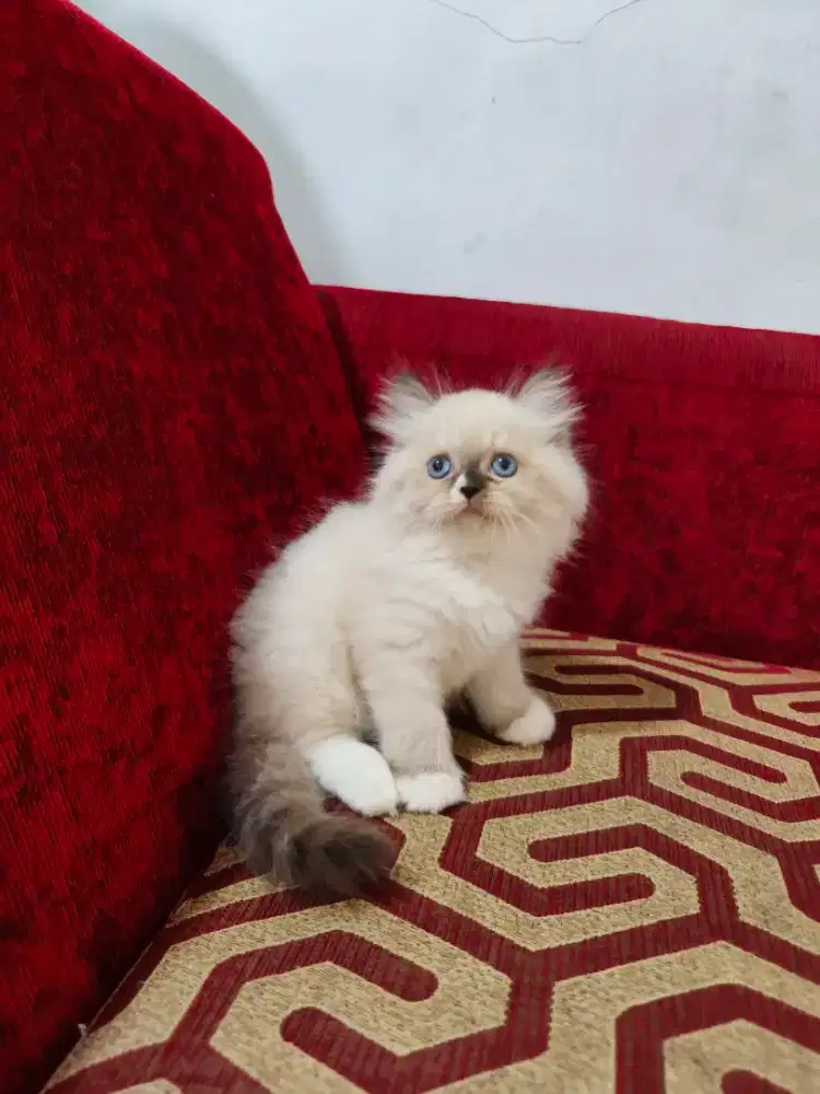 Kitten Himalaya mix ragdol