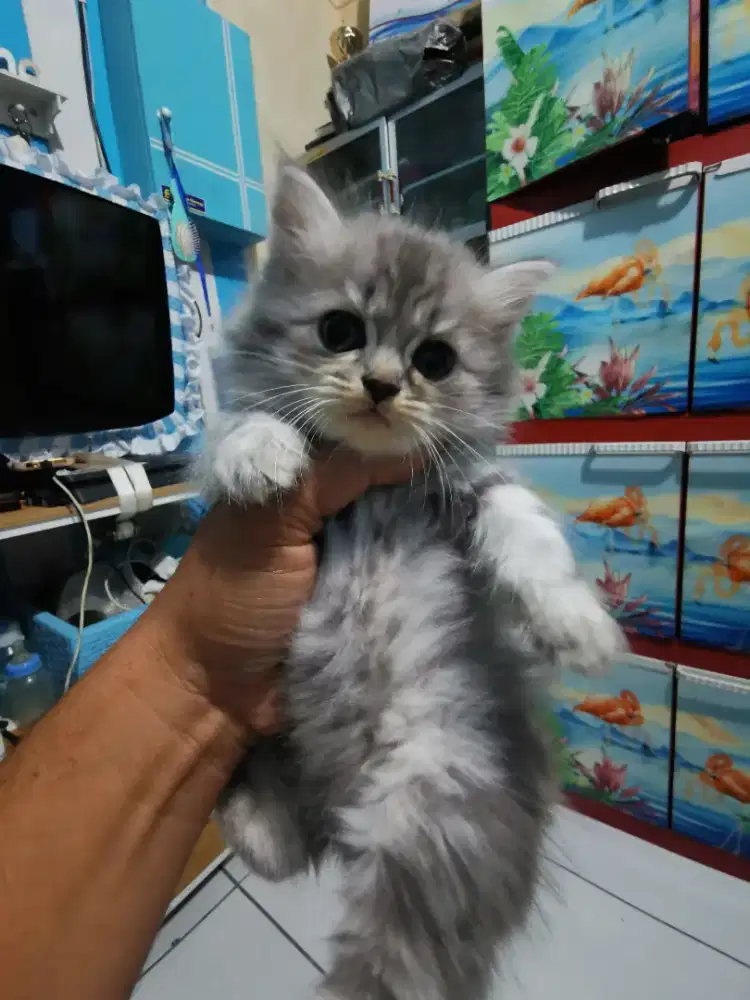 kucing persia kitten