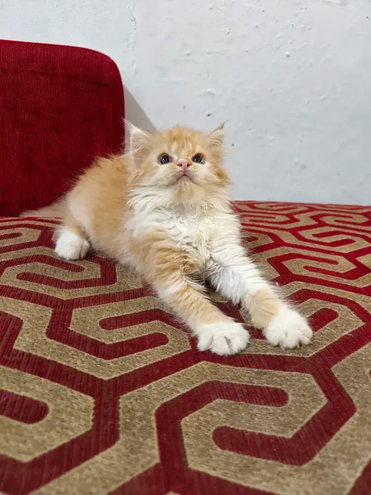 Kitten Persia jantan