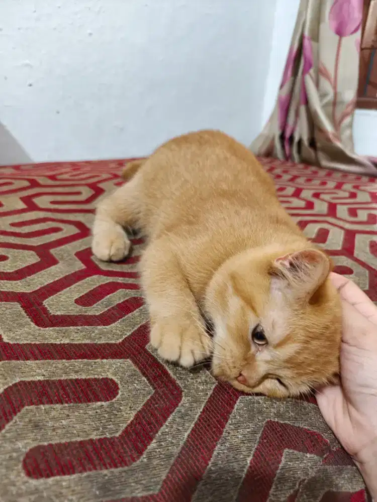 Kitten bsh mix munckin