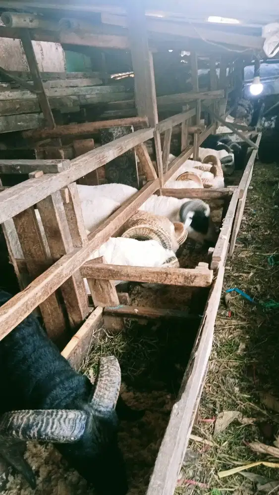 Domba qurban premium