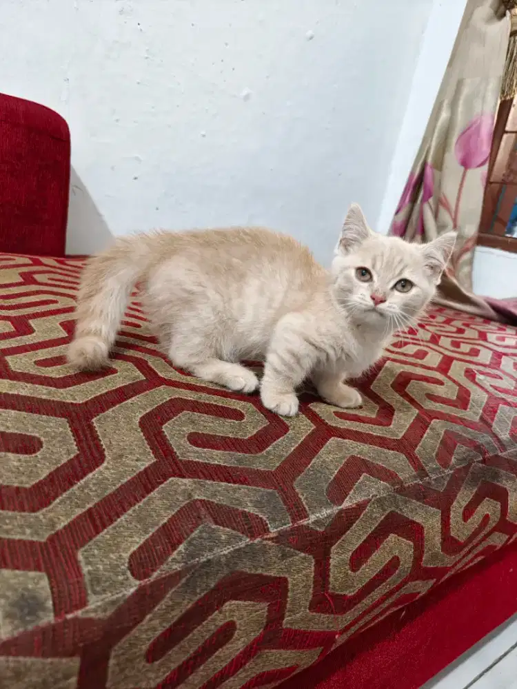 Kitten BSH munckin