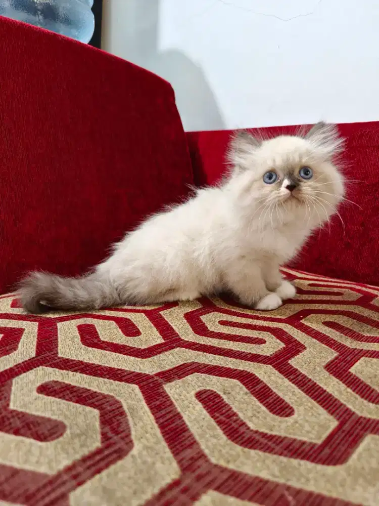 Kitten Himalaya mix ragdol