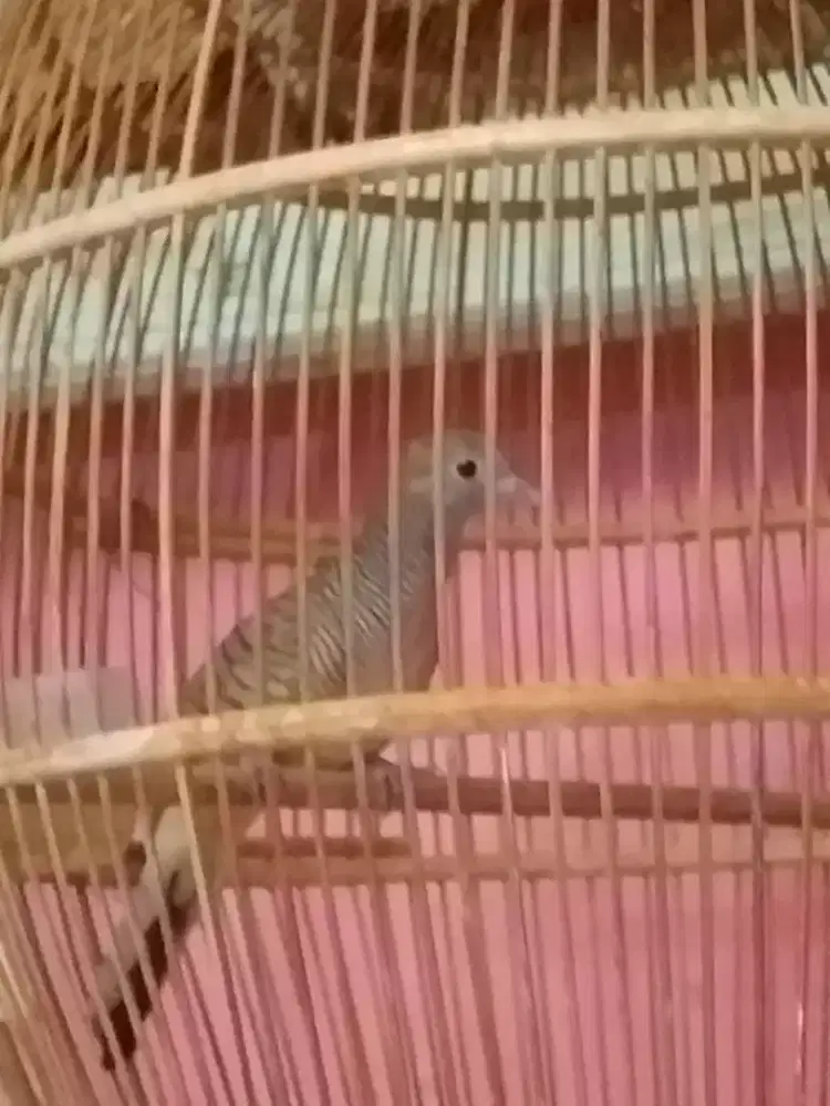 perkutut silver ufah rajin bunyi