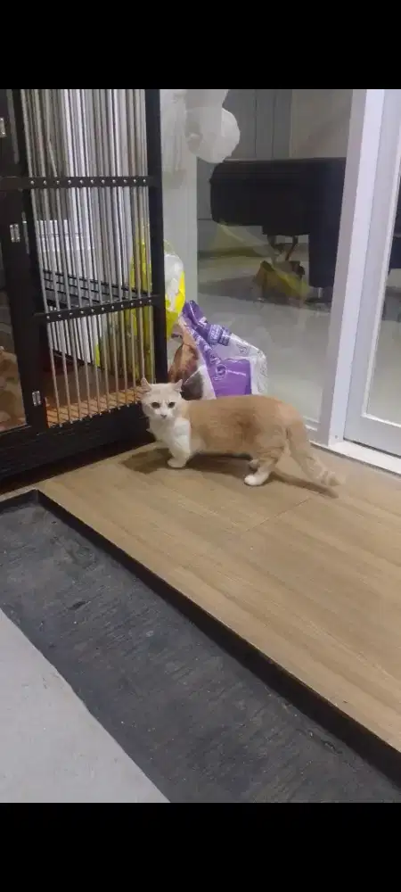 Kucing cebol Curly/kucing Munchkin kinkalow/kucing kaki pendek