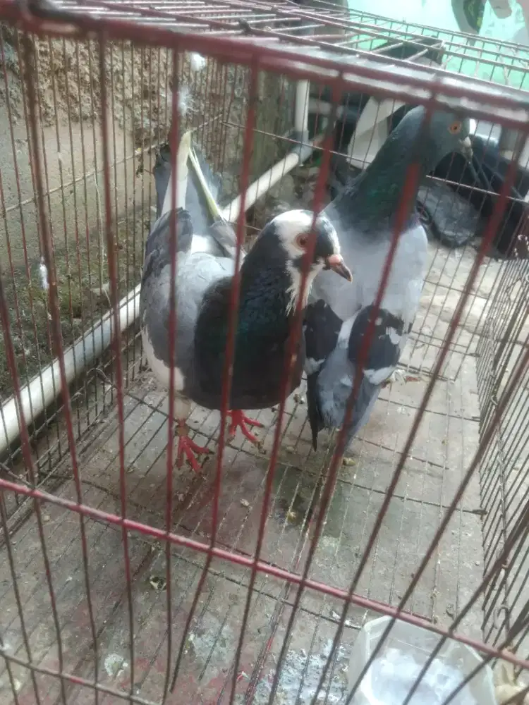 Bekas player  pondok aren ceger Ciledug