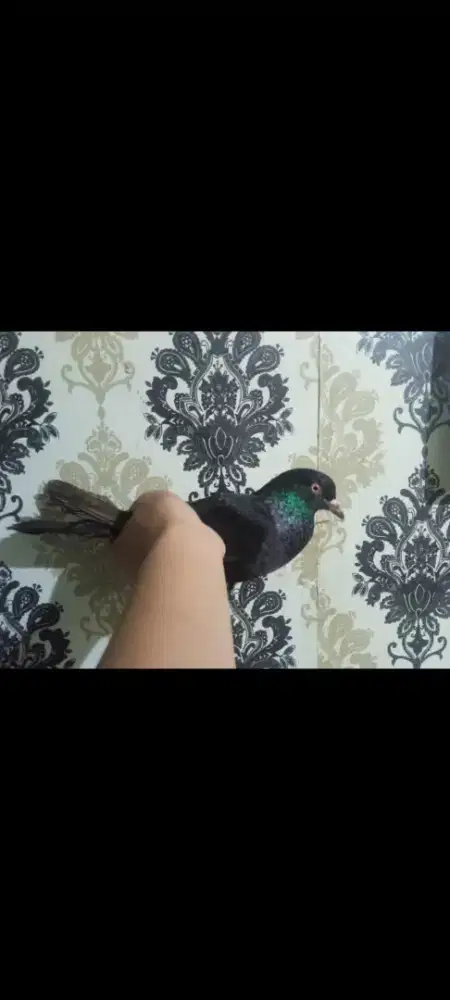 Burung dara cewe cantikkk mau fakum