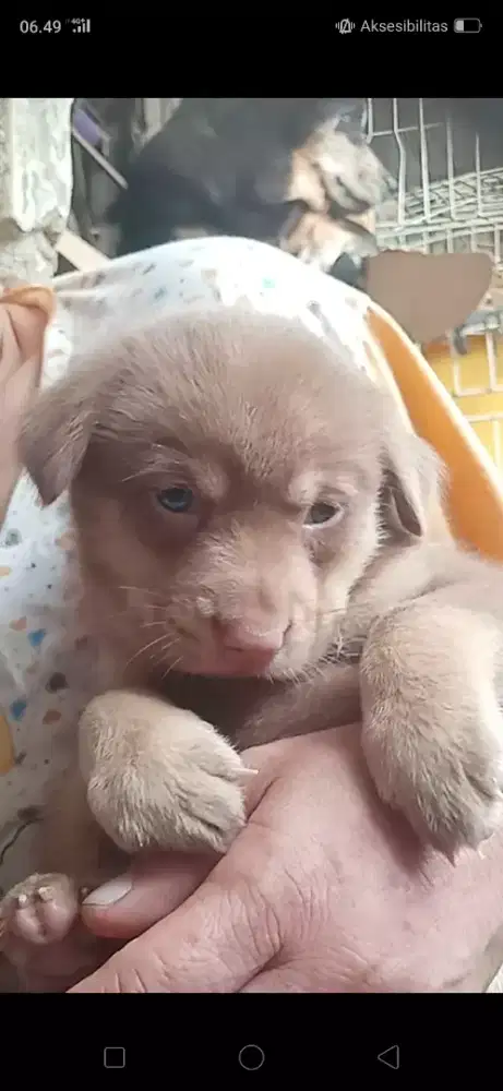 Anak anjing keturunan golden