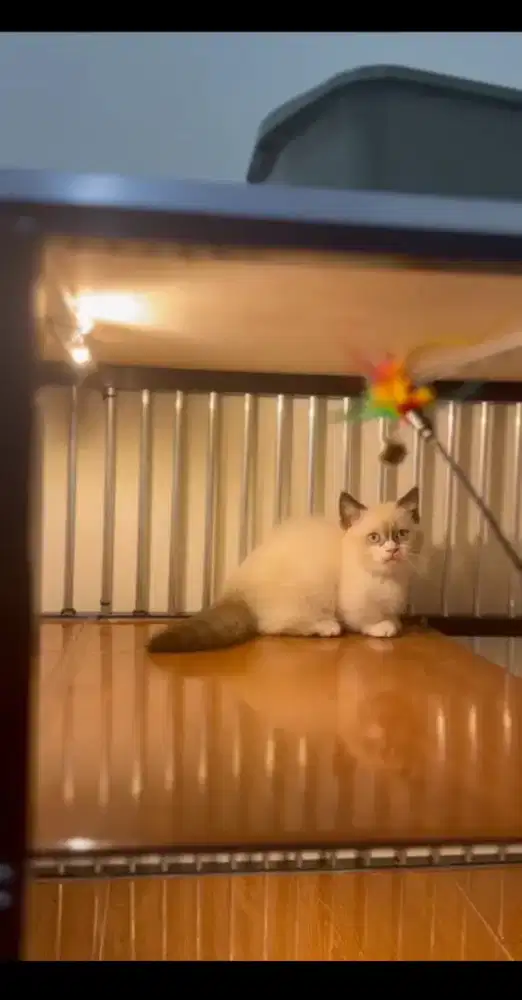 Kucing Munchkin ragdoll/kucing kaki pendek ragdol/kucing cebol