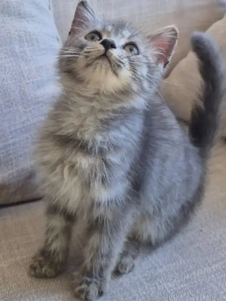 Kitten mix BSH Blue Point dan Scotis Fold