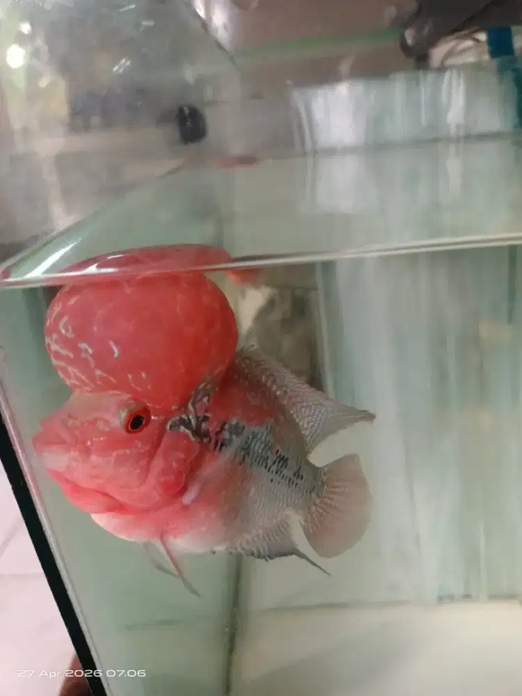 Louhan srd boom head merona