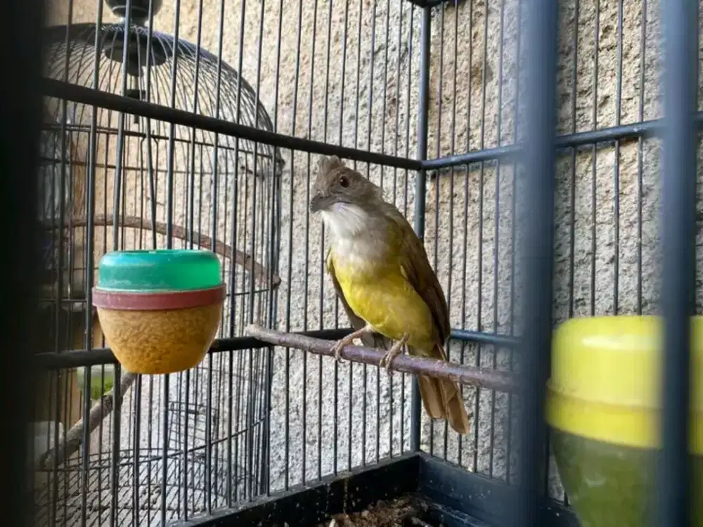 Cucak jenggot jabar harian rajin